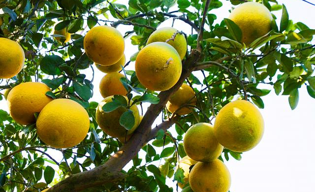Đặc sản bưởi diễn Hưng Yên 'hét giá' 15 triệu đồng/chậu ở Nha Trang