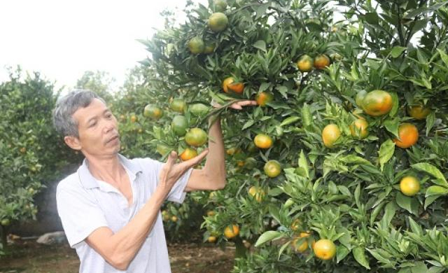 Trồng cam Canh trên đất dốc bán Tết, thu cả trăm triệu đồng