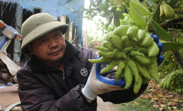Đặc sản Tết: Vào vựa phật thủ lớn nhất miền Bắc, tư thương 'cân' cả vườn
