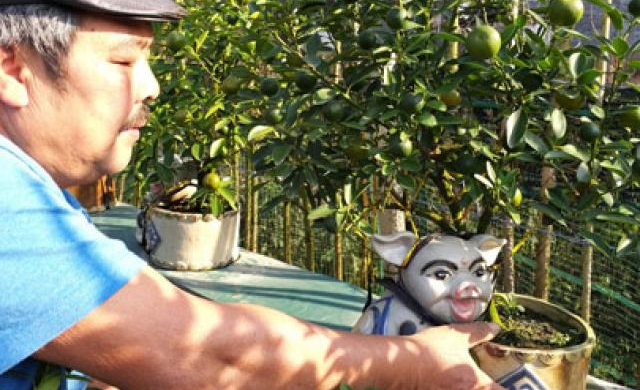 'Vương quốc” quất cảnh công nghệ cao khiến nhiều người ồ à thán phục