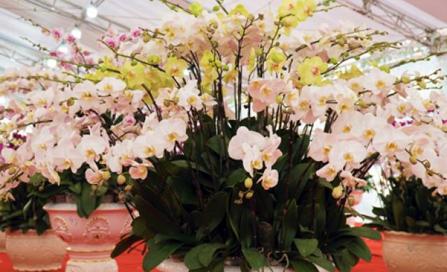 Ảnh: Lan hồ điệp giá hàng chục triệu đi máy bay từ Đà Lạt ra Hà Nội