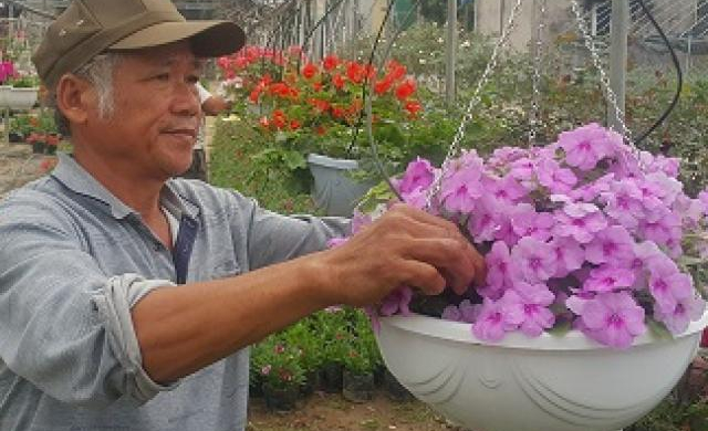Ninh Bình: Trồng hoa đẹp bán Tết, lão nông kiếm hàng trăm triệu