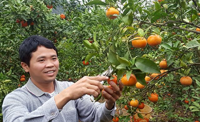 'Chống gậy' cho vườn quả vàng đặc sản, 'mỏi' tay thu tiền dịp Tết