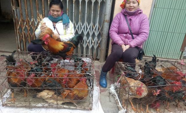 Buôn gà thả vườn thịt ngọt thơm, rủng rỉnh tiền ăn tết