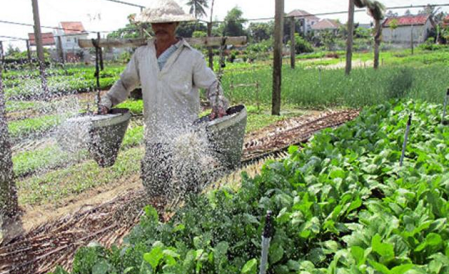 'Ăn' rong sông Cổ Cò, rau Trà Quế ngọt lịm, hút hàng dịp Tết