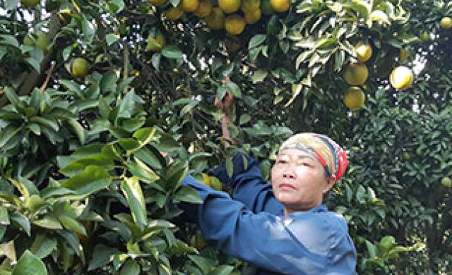 Mùa xuân 'đếm tiền mỏi tay' của các tỷ phú cam Cao Phong