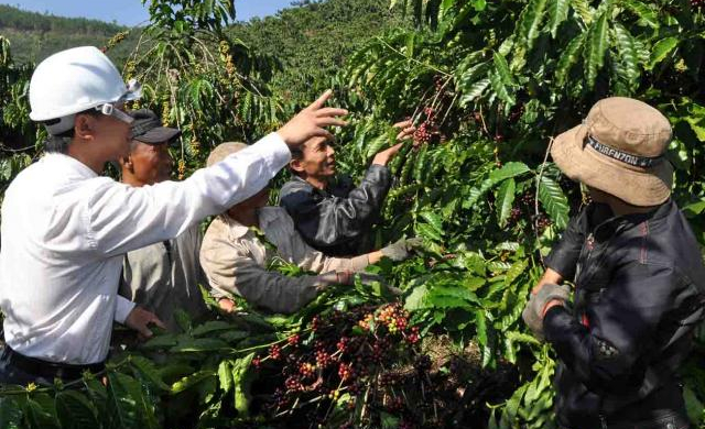 Sự thật khác ở Vinacafe: Công nhân bị... tận thu theo kiểu '5 không'