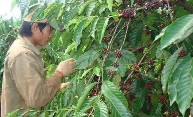 Về tình hình tại Vinacafe: Sẽ cho giải thể 5 công ty