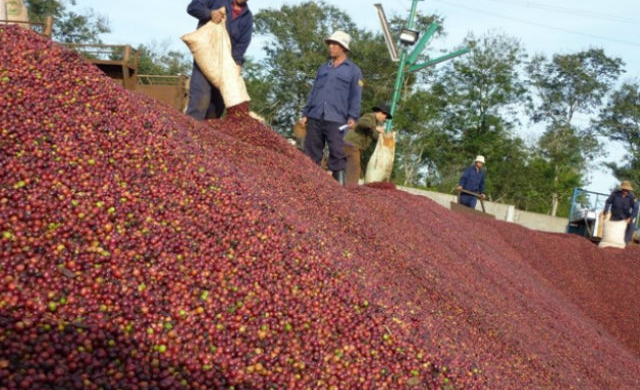 Không bán Vinacafe Biên Hoà, Tổng công ty cà phê Việt Nam có thể lỗ khủng