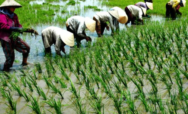 Liên kết để cùng đưa nông sản Việt Nam tiến mạnh ra “chợ” thế giới