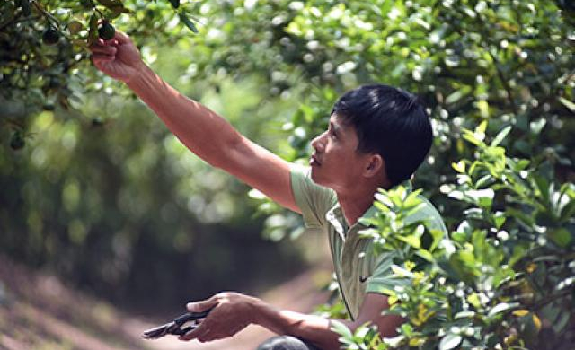 Sáng nay 11/10: Khai mạc Diễn đàn 'Cùng Nông dân đi chợ Thế giới'