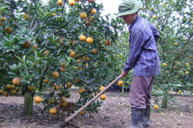 Kỹ thuật chăm sóc cây cam trong mùa Đông