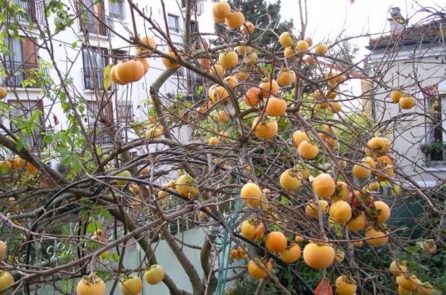 Kỹ thuật trồng và chăm sóc cây hồng giòn sai trĩu quả