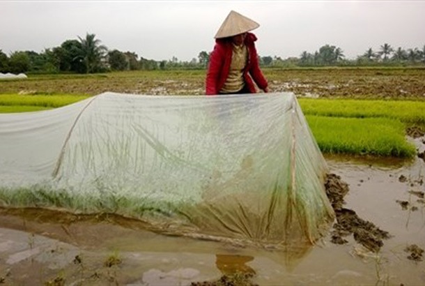 Cách chống rét cho mạ, lúa Đông Xuân trong giá băng