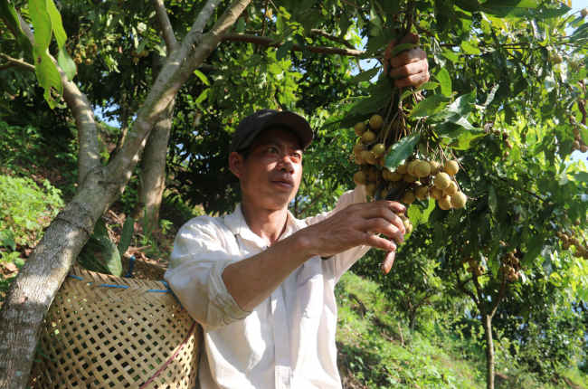 Yên Châu: Nhiều giải pháp giúp nông dân vươn lên làm giàu 