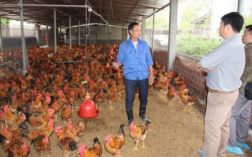 Nuôi gia cầm VietGAHP như thế nào để dễ tiêu thụ, giá bán cao