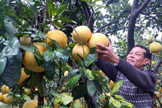 'Bí kíp' chăm sóc bưởi Diễn ra hoa nhiều, đậu quả sai lại thơm ngọt