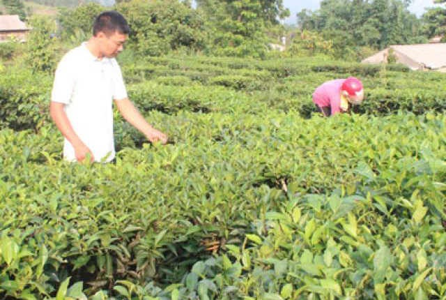 Học và làm theo Bác: Đem lợi ích thiết thực đến nông dân