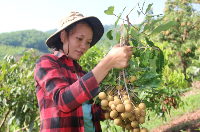 Hội Nông dân Yên Châu: Nhiều giải pháp giúp hội viên phát triển sản xuất