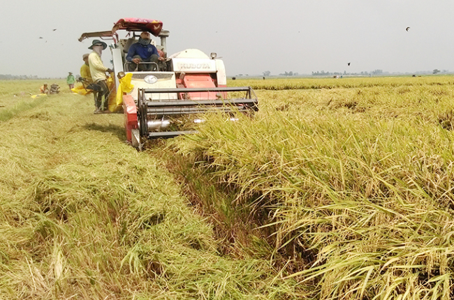 Tăng lợi nhuận cho người trồng lúa
