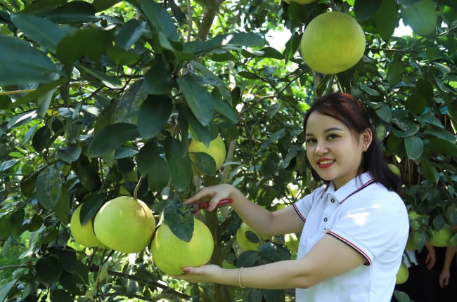 Đưa nông sản lên sàn - sáng kiến vượt khó Covid-19 (bài 3): Câu chuyện của xoài Sơn La, bưởi Hà Tĩnh... 