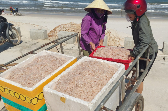 Ngư dân Quảng Bình trúng đậm mùa ruốc 