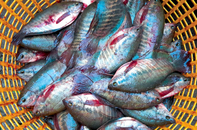 Thăng trầm cá bổi U Minh
