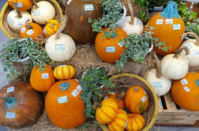Cận cảnh bí ngô khổng lồ chơi Halloween, giá tới vài triệu đồng mỗi quả