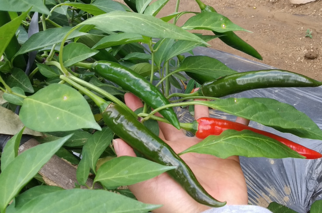 Bất ngờ khi Việt Nam nhập ớt Trung Quốc, tồn dư hóa chất diệt côn trùng