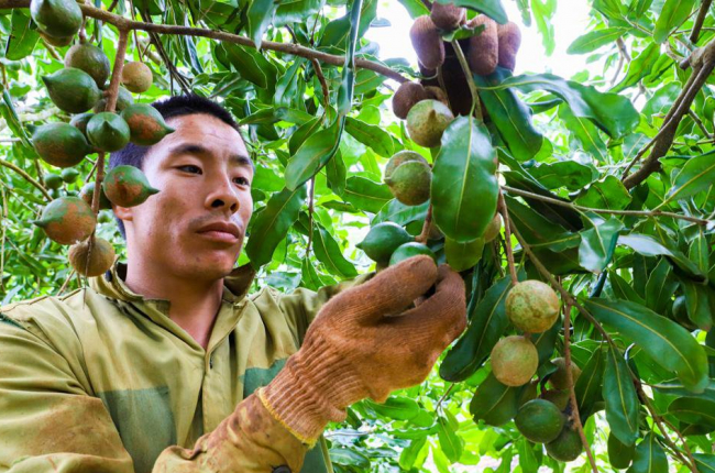 Vì sao 8 năm nữa, tỉnh Đắk Lắk nâng gấp đôi diện tích trồng mắc ca lấy thứ hạt ví như nữ hoàng quả khô?