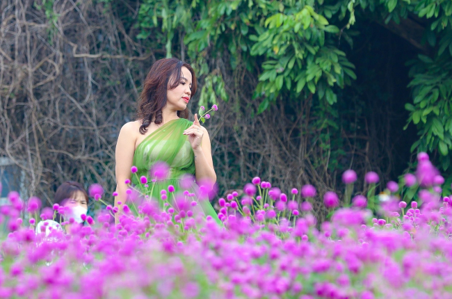 Mê mẩn ngắm hoa bách nhật tím