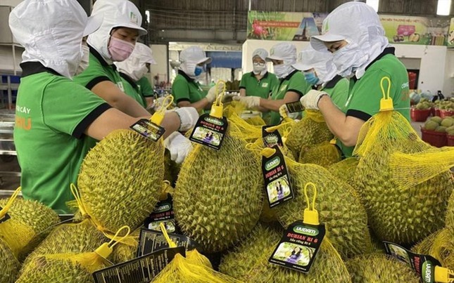 Mã vùng trồng bị 'đội lốt', nông sản Việt nguy cơ thua trên sân nhà