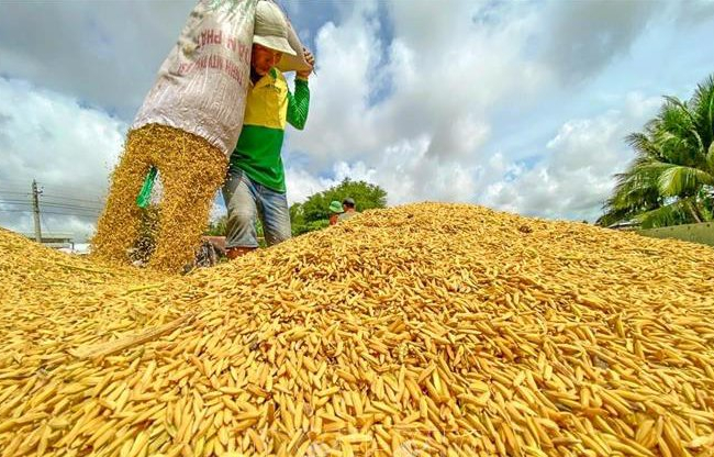 Tuần qua, giá lúa tăng ở một số địa phương