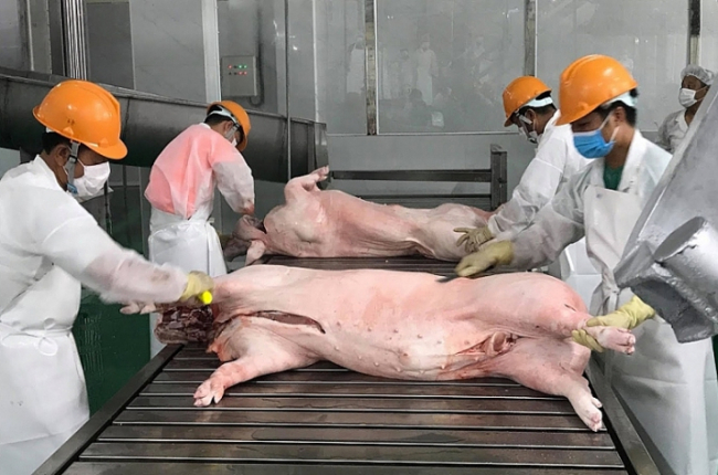 Giải bài toán chất lượng thịt lợn xuất khẩu