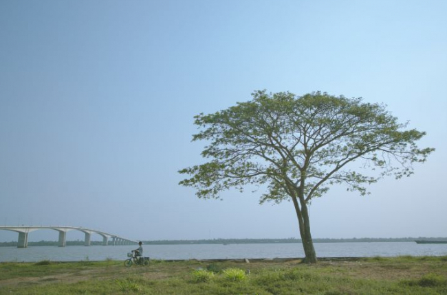 Những cây cô đơn dọc miền đất nước