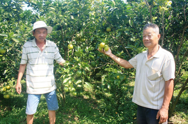 Cam bán được giá cao