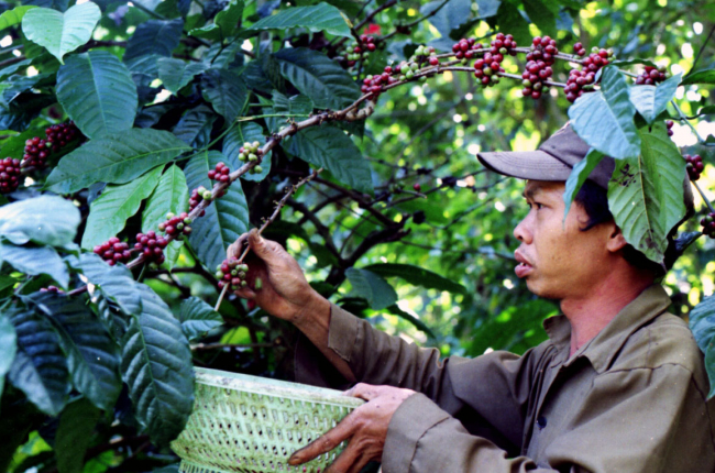 Quý I: Nông, lâm, thủy sản xuất siêu, thặng dư thương mại tăng gấp 3,1 lần