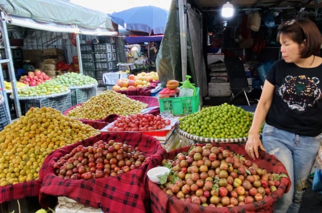 Mận hậu Sơn La đầu mùa hút người mua