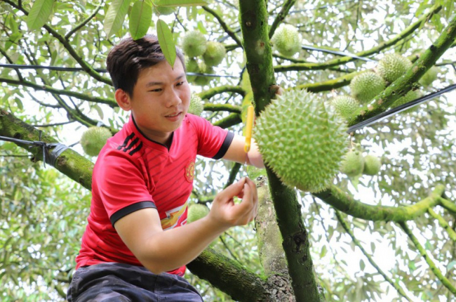 Nghề “gõ” sầu riêng 