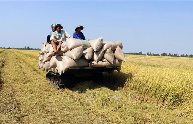 Giá lúa giảm ở một số địa phương Đồng bằng sông Cửu Long