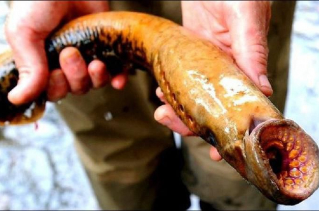 Loại cá nhìn như quái vật, xưa không dám ăn, nay 400.000 đồng/kg