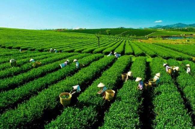 Thương mại Việt Nam và châu Mỹ chưa bứt phá dù rất tiềm năng, vì sao?