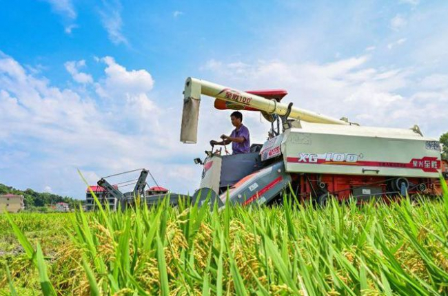 Khủng hoảng gạo rình rập châu Á