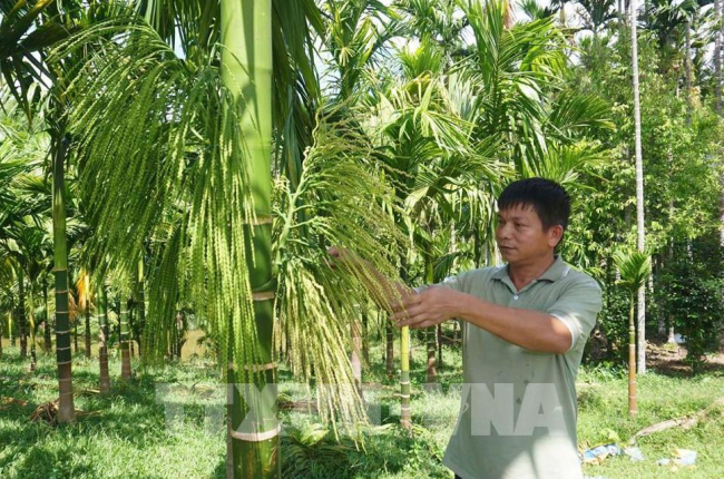 Chuyên gia cảnh báo tình trạng ồ ạt trồng cau tại Bến Tre