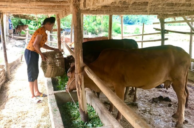 Nông thôn Sơn La: Nữ dân tộc Thái chăn nuôi giỏi, thu nhập cao