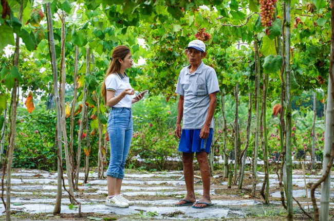 Nho Ninh Thuận về đất cù lao