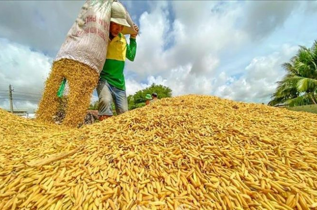 Thị trường nông sản tuần qua: Giá lúa ổn định