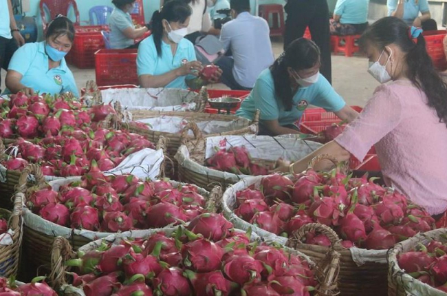 Thanh long ở Tiền Giang tăng giá trở lại