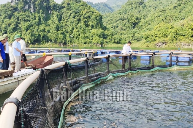 Sản lượng cá lồng nuôi cao gấp 5 lần cá khai thác, hàng ngàn hộ chăn nuôi ở lòng hồ Hòa Bình đều có lãi