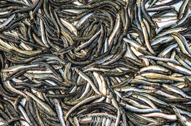 Nhớ cá kèo quê cũ